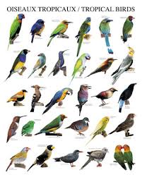 tropical birds