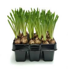 seeds and bulbs