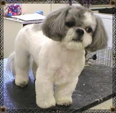 shih tzu grooming