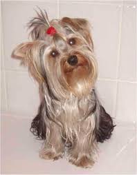 terrier pictures