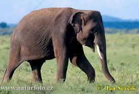 picture of elephant