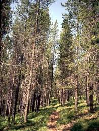 lodgepole pine forest