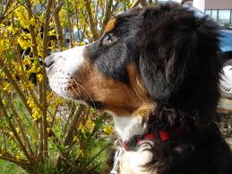 dog profile