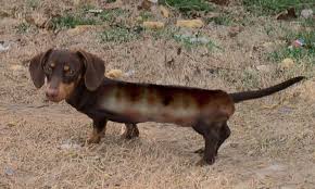 sausage dog