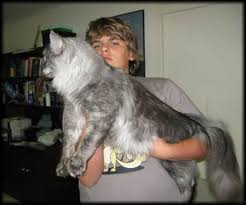 main coon cats