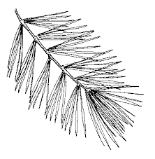white pine needles