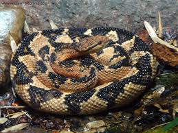 lachesis muta muta
