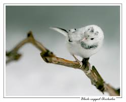chickadee photos