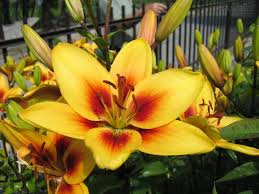 amarelo