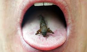 chocolate covered insects