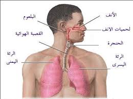 الجهاز التنفسي I776_lung1.jpg