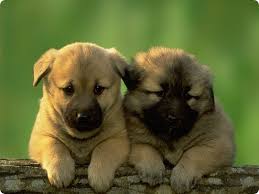 cute dogs