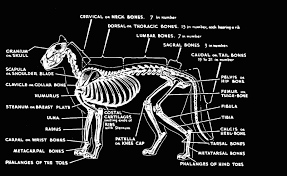 deer skeleton anatomy