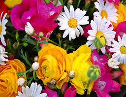 http://t0.gstatic.com/images?q=tbn:zYZwx0M0fqeB0M:http://www.saidaonline.com/newsgfx/flower55-saidaonline.jpg