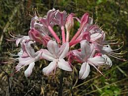 dwarf azalea