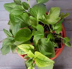 coneflower plants