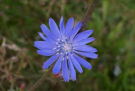 chicory plants