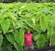 genetic modification of plants
