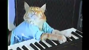 keyboard cat