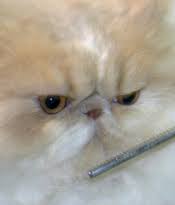 cat matting