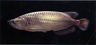 jardini arowana