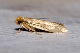 wool moths