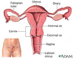 fallen uterus