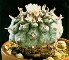 grow peyote