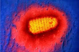 virus de la rabia
