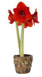 christmas amaryllis