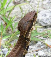 water moccasin pictures