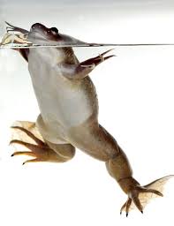 african frog aquarium