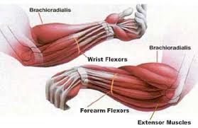 arm muscles names