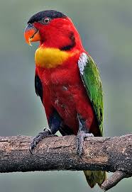 most colorful bird
