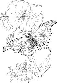 printable butterfly coloring pictures