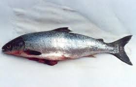 salmon fish pictures
