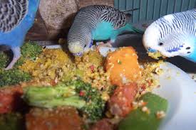 parakeet care