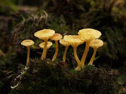 animal fungus