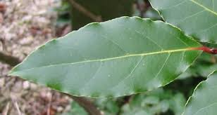 bay laurel leaves