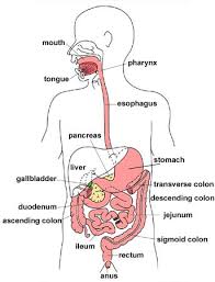 picture of the digestive system