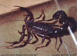 dangerous scorpions