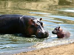Hippopotamus 2712