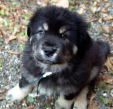Puppy Breed: Tibetan Mastiff