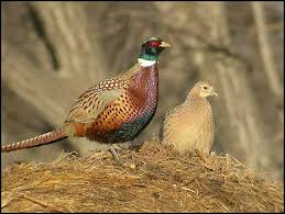 Youth Pheasant Hunting Clinic