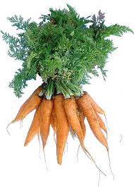 The Carrots in my CSA Box are