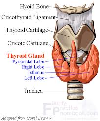Thyroid Anatomy