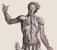 human anatomy drawings