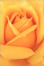 http://t0.gstatic.com/images?q=tbn:2BTU1YMRtXo7qM:http://www.naturepixel.com/rose_jaune.jpg