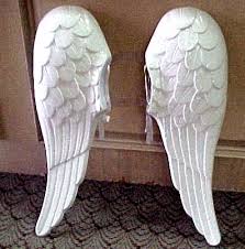 angel wing pictures