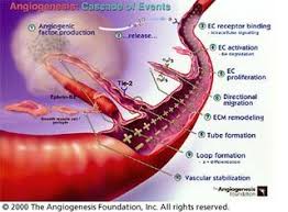 Avastin inhibits angiogenesis
